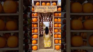 Fall FestivalHappy Day Farm NJ #shorts #short #viral #ootd #NJFallFestivals #FallFestival