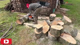 Stihl MS 180 cutting wood with a larger diameter than the chain - hornbeam