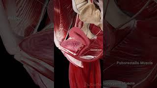 Female Bladder, Uterus & Pelvic Floor | 3D Anatomy Animation