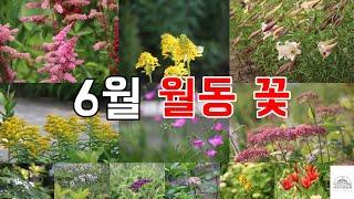 6월 생명력이 강한 노지월동 꽃 알아보기 2탄 - 여주시 능서면 마장로 99-31 여주자연농원