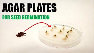 How to Prepare Agar Plates for Seed Germination Experiments