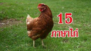 15ภาษาไก่