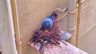 PIEGON NEST AND BABY