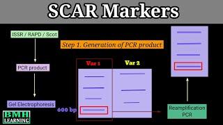 SCAR Marker | Sequence Characterized Amplified Region | Design & Development Of SCAR Markers |