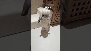 단 하나 남은 털마저 빠져 원숭이로 변신한 토끼..극악의 털갈이
