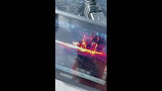 Garmin Live Scope and Force Trolling Motor in Action - Capt. Wayne Johnson - 21 Hewes Redfisher