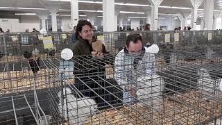 Bearded white Silkies being judged Missouri Poultry fall double show