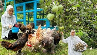 AYAM TELUR BUAH PERCUMA KEHIDUPAN DI KAMPUNG …