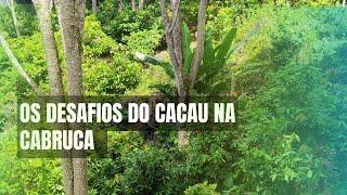 CACAU - ROÇA COM SOMBRA E SEUS DESAFIOS