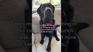 King Clarence the Labrador discusses BAD CAR ACCIDENT!! 