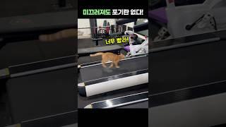 밀려나도 포기 안 해!  #동물 #shorts #고양이