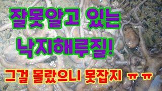 낙지를 쉽게 잡는 물때가 있다? #낙지해루질 #워킹해루질