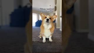 Corgi gets jealous