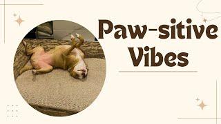 Pawsitive Vibes Experts Reveal Shocking Dog Happiness Secrets