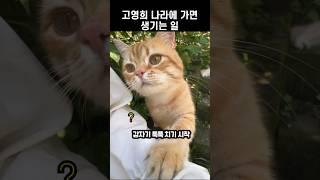 고영희 나라에 가면 생기는 일