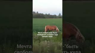 #ферма #subscribe #cute #top #cat #сельскоехозяйство #combat #viral #жизнь #мир #лошади #trending..