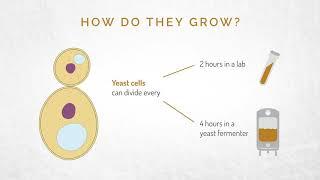 Lallemand Baking | The Art of Fermentation: Yeast Production