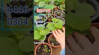 골드 키위나무 포트 2만 #키위나무#키위묘목#키위#