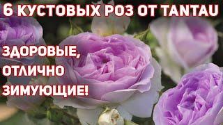 КУСТОВЫЕ РОЗЫ - 6 шрабов от TANTAU, самые здоровые, хорошо зимующие и неприхотливые среди других.
