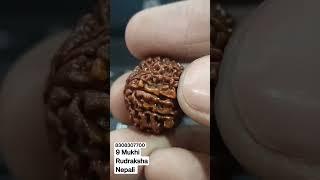 9 Mukhi Rudraksha Nepali #collector #shots #viralvideo #realshop #rudraksha #rudra #kheteshwar #om