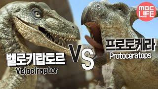 Velociraptor VS Protoceratops - The Land of Dinosaurs, #07, 벨로키랍토르 VS 프로토케라