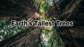 Inside the Giant Redwood Forest - Nature & Wildlife - Forest Facts - National Park - Ecosystems