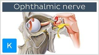 All About the Ophthalmic Nerve (preview) - Human Anatomy | Kenhub