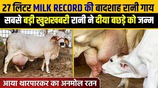 दूध के सभी Record तोड़ने वाली Tharparkar गाय || Rani 