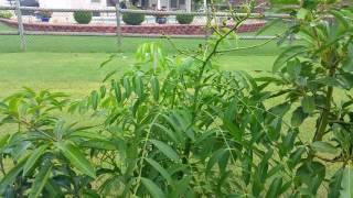 Fruiting Container June Plum Tree - Cay Coc Thai