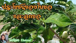 ประโยชน์ของใบยอและลูกยอ by มานิดา Channel