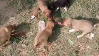 Crazy hungry puppies deadly fight for food .... Awesome angry puppies doing funny things ...