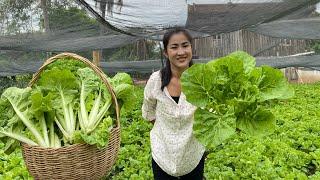 Fresh Taiwan Bok Choy Recipe / Taiwan Boy Choy From The Farm / Prepare By Countryside Life TV