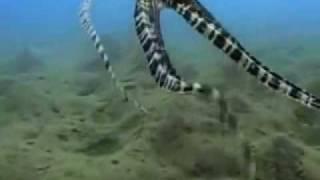 Crazy Octopus  Video