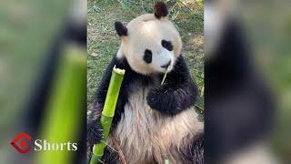 PANDA MUKBANG1: A super cute panda eating show is here for you! 熊猫吃播看过吗，超级可爱！