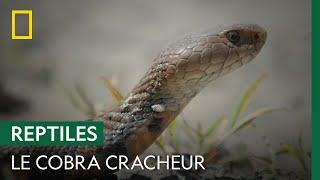 Un cobra cracheur attrapé tout en douceur