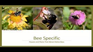 "Bee-Specific – Flowers and Plants That Attract Native Bees"