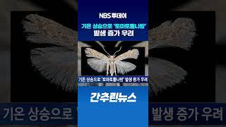 기온 상승으로 ‘토마토뿔나방’ 발생 증가 우려