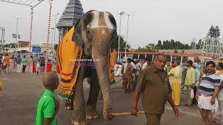 Tirumala Lord Sri Venkateswara Swamy Temple Elephants Royal Walk