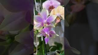 орхидея фаленопсис orchids phalaenopsis