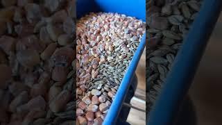 Рацион моих коз и коров.