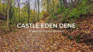 Walking in Castle Eden Dene, County Durham