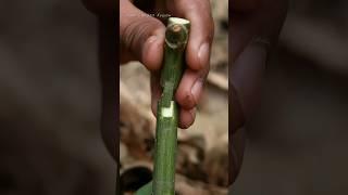 Grafting With New Technique how to grafting #grafting