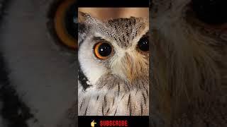 cute OWL - Owl eyes beautiful #shorts