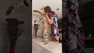 Serval cat loving