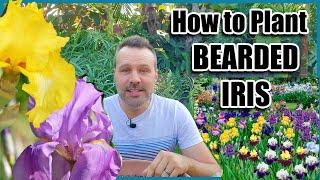 How to Plant Bearded Iris for Beautiful Results - Bareroot planting.