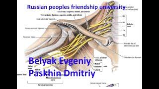 Эндоскопическая декомпрессия плечевого сплетения в области грудной апертуры.