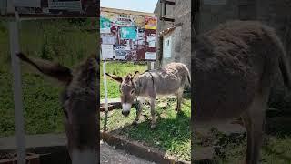 Donkey from Island Ugljan (town of Muline, Croatia)