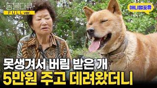 [풀버전] 시장가서 5만원 주고 데려온 개, 알고보니 천재견이다! I KBS 반려동물극장 단짝 20150525 방송