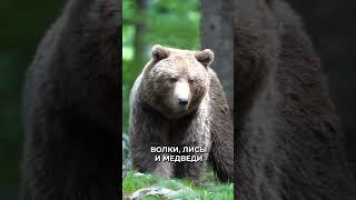  Каких животных запрещено держать дома