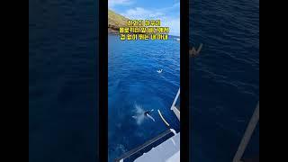 내 아내의 다이빙(ft. 하와이 마우이 몰로키니 앞 바다)